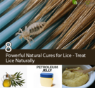 8 Powerful Natural Cures for Lice - Treat Lice Naturally