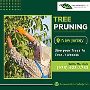 Tree Pruning NJ