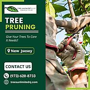 Tree Pruning NJ