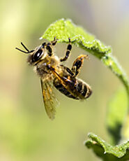 wikibeekeeping