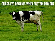 Top 10 Best Grass Fed Organic Whey Protein Powder Reviews