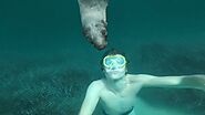 Nadando con Animales Asombrosos