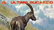 La extinción del Bucardo ¿Por que se extinguió el Bucardo o Capra pyrenaica?