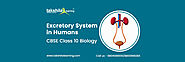 Excretory System in Humans - CBSE Class 10 Biology