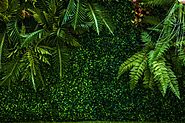 design vegetal green wall