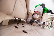 PEST REMOVAL CORAL SPRINGS