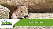 Signs of Rodents - Vital Building and Pest Inspections