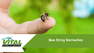 Bee Sting Remedies - Vital Building and Pest Inspections
