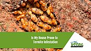 Is My House Prone to Termite Infestation - Vital Building and Pest Inspections