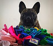 5 Ways To Use A Snuffle Mat With Your Dog : Canine Enrichment