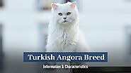 Turkish Angora Breed Information & Characteristics
