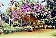 Royal Botanical Gardens