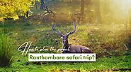How to plan the perfect Ranthambore safari trip? | Eye Of The Tiger