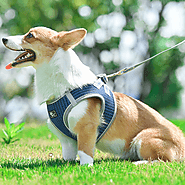 Dociote "Super Breathable" Small Dog Harness