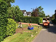 Essential Do’s and Don’ts for Tree Pollarding | Beechwood Tree Services