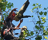 Know The Differences Between Tree Surgeons And Arborists Before Hiring One – Beechwood Tree Services