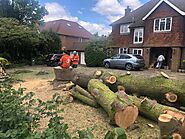 This Is What Certified Tree Surgeons Want to Tell You about Controlled Felling