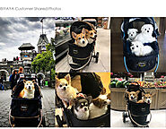 Monarch Premium Pet Jogger – Luxury Gold | IBIYAYA
