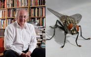 Philip Pullman's latest literary endeavour: the Twitter tale of Jeffrey the housefly