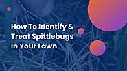 How To Identify & Treat Spittlebugs In Your Lawn?