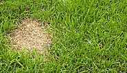 What Is Causing Brown Patches On My Lawn & How To Fix It?