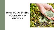 How To Overseed Your Lawn In Georgia?