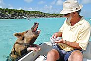 Explore with the famous Bahamian Pigs