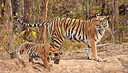 Customized Safari Packages | Best Wildlife Safari in India