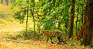 Jungle Trail - Wildlife Safaris in India & Africa