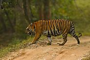 Maharastra Wildlife Tour - Experience The Royal Safari in India