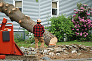 Common Mistakes to Avoid During Tree Removal