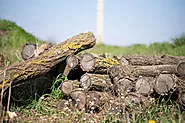 Can you get rid of a tree stump without grinding it?