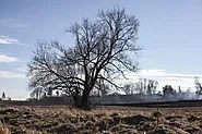 All You Want to Know About Dead Trees in Adelaide