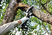 The right and wrong ways to prune and trim a tree