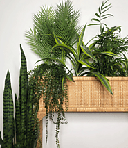 Looking for Artificial House Plants and Indoor Plants Online in UK