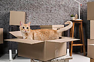 How To Move Cats Across Country | Earth Relocation