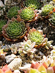 10 Types of Succulents with Low Maintenance