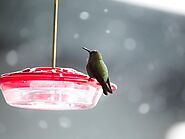 Best Hummingbird Feeder: Things You Should Know