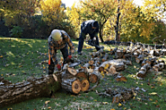 How to Find the Right Tree Removal Company for Your Needs?