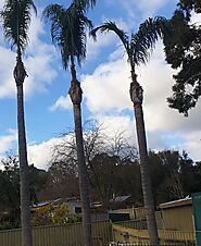 Tree Removal Ascot Park