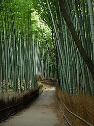 Relax at Sagano Bamboo Forest