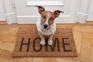 Tips To Make Your Home Pet Friendly