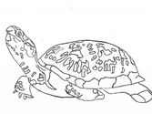 Cute Turtle Coloring Sheets | Coloring Pages