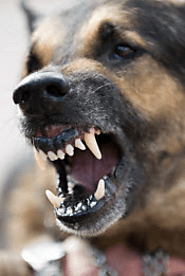 Keep Your Family Safe With These Dog Bite Prevention Tips