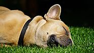 Worms in Dogs: Symptoms, Treatment Options and Prevention Techniques