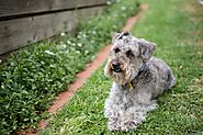 Schnoodle Dog Breed: Interesting facts you Need to Know | Dogs Care tips