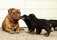 25 Most Popular Big Dog Breeds - Dogs Care Tips