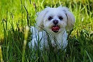 Ultimate Guide to Shih Tzu Puppies: Everything You Need To Know | Dogs Care Tips