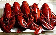 Maldivian Live Lobster