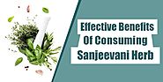 Benefits Of Consuming Ayurvedic Sanjeevani Herb